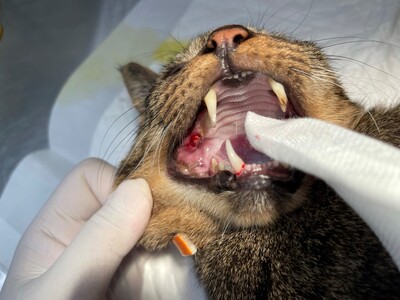 圖二：徹底口腔檢查以釐清貓咪口腔狀況以了解對策。