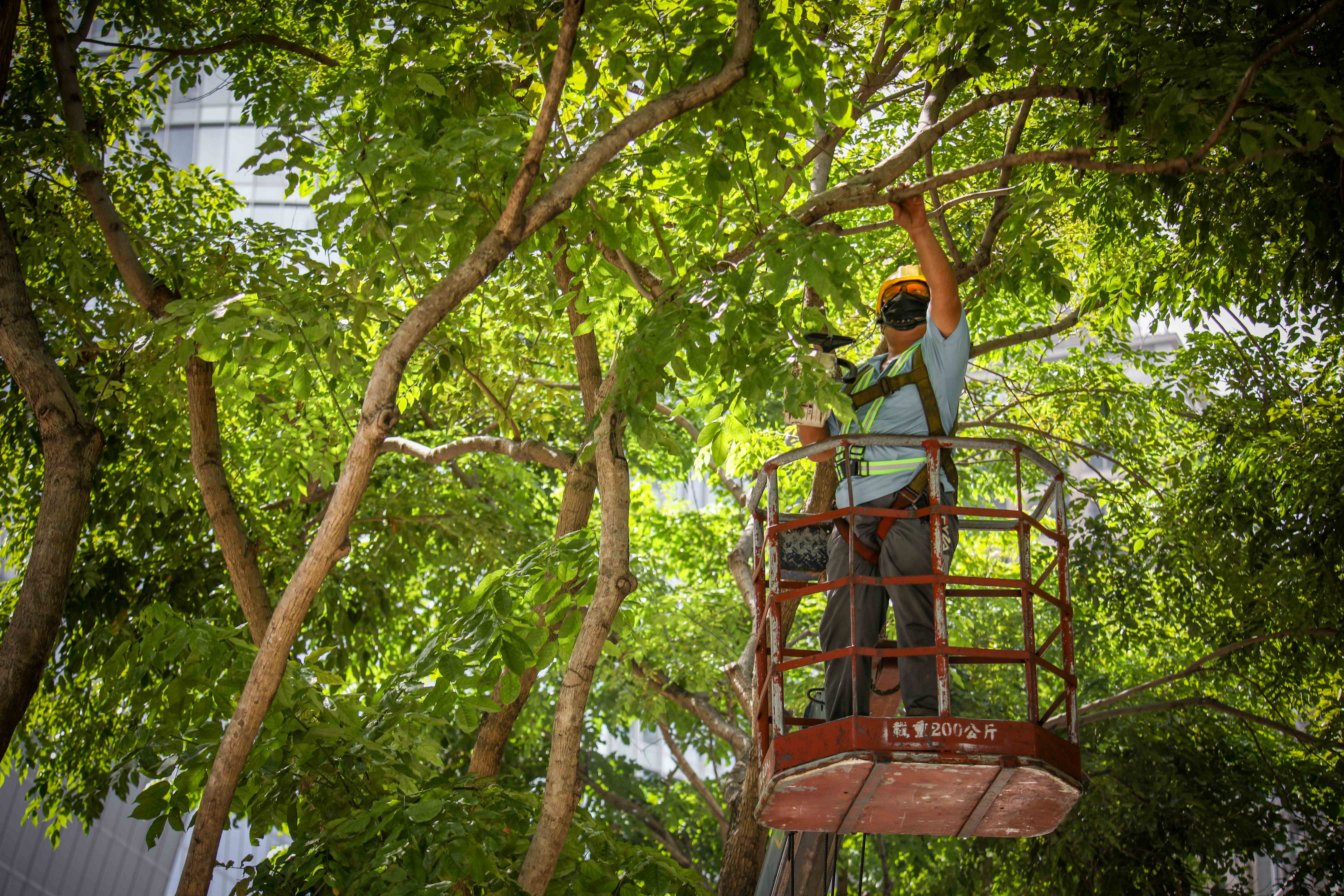 景觀處及各公所已於汛期5月前完成樹木防汛修剪