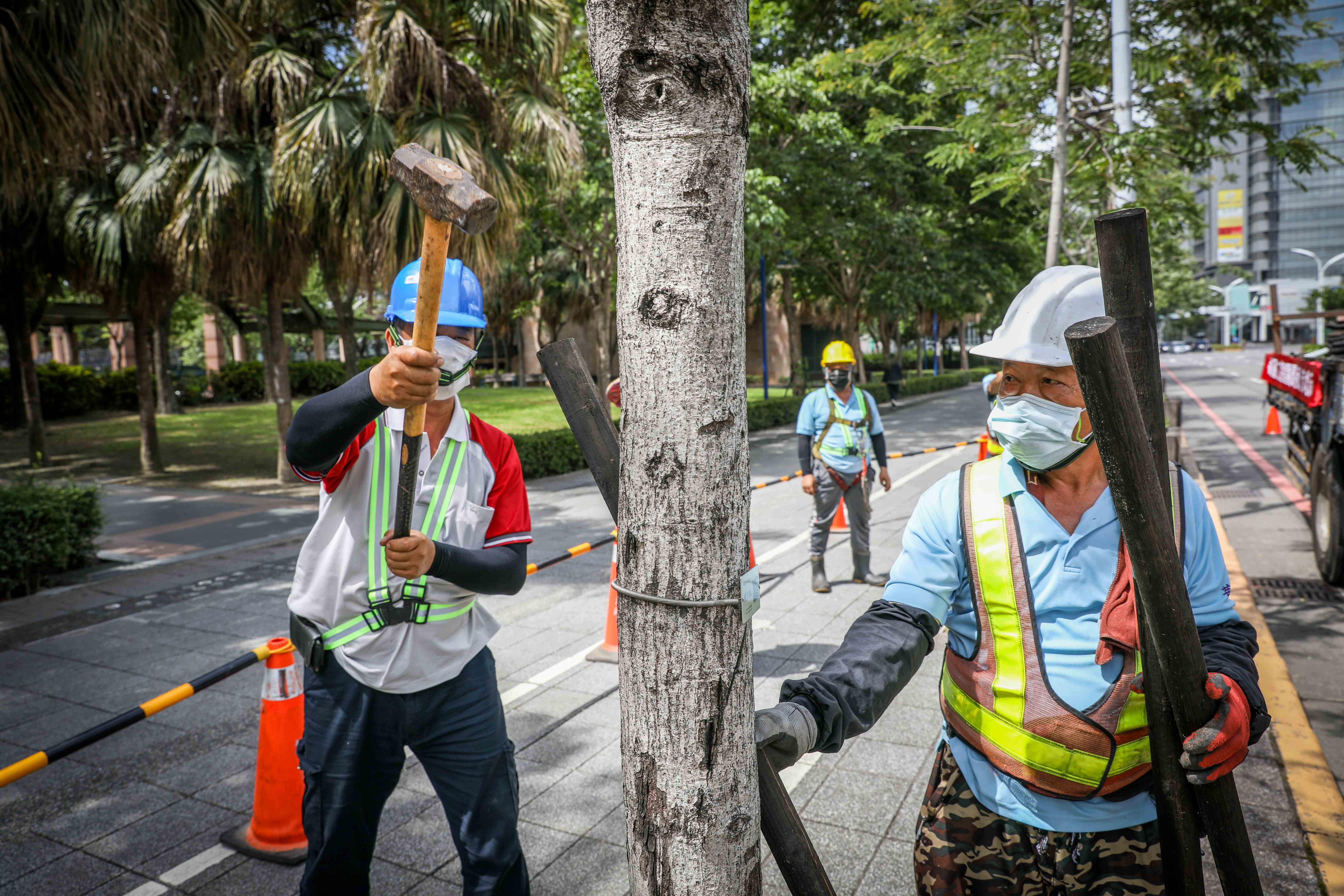 景觀處巡檢及架設樹木支架以降低災害造成路樹傾倒的問題