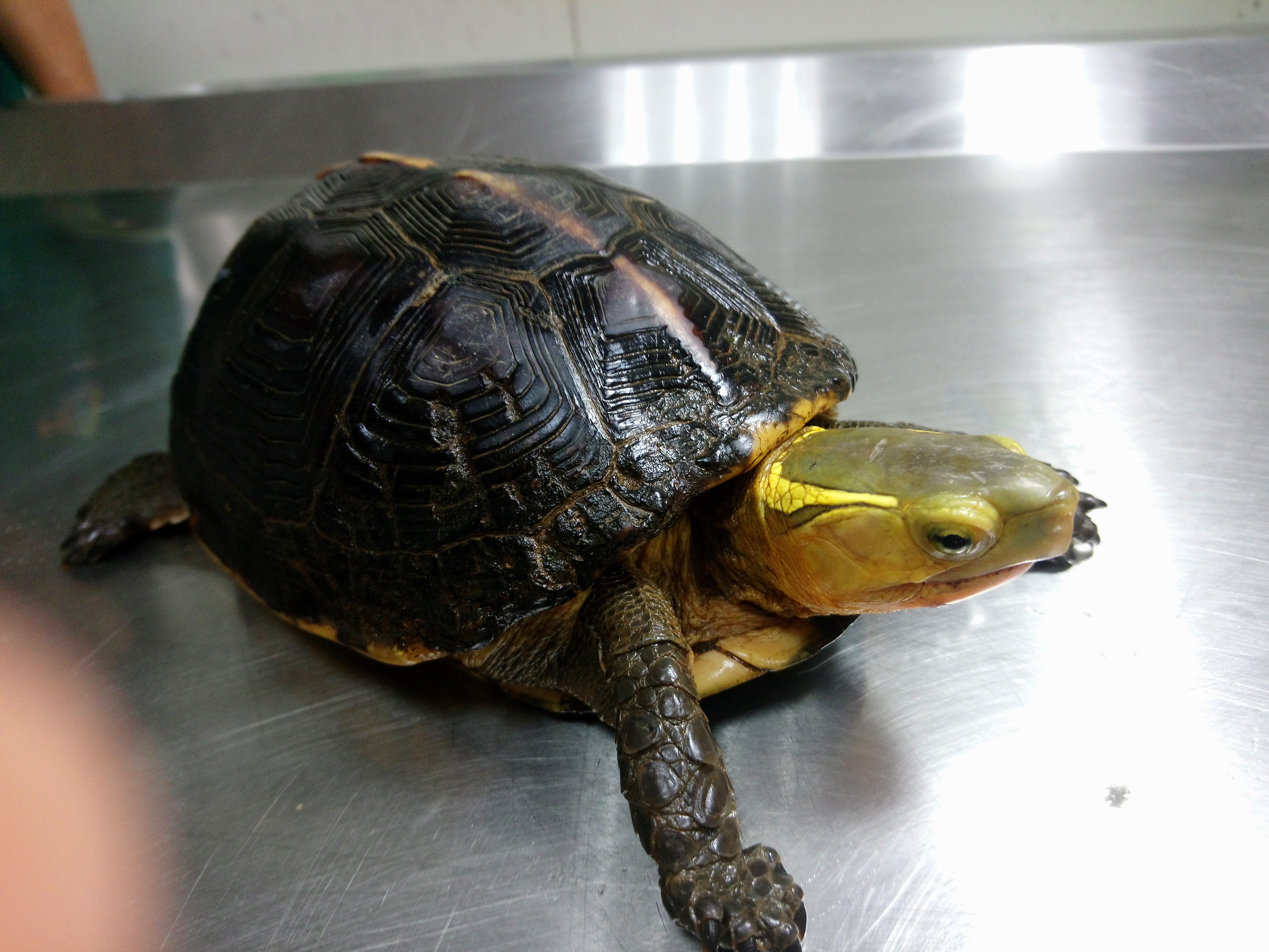 照片6、食蛇龜外觀特別又稱黃緣閉殼龜
