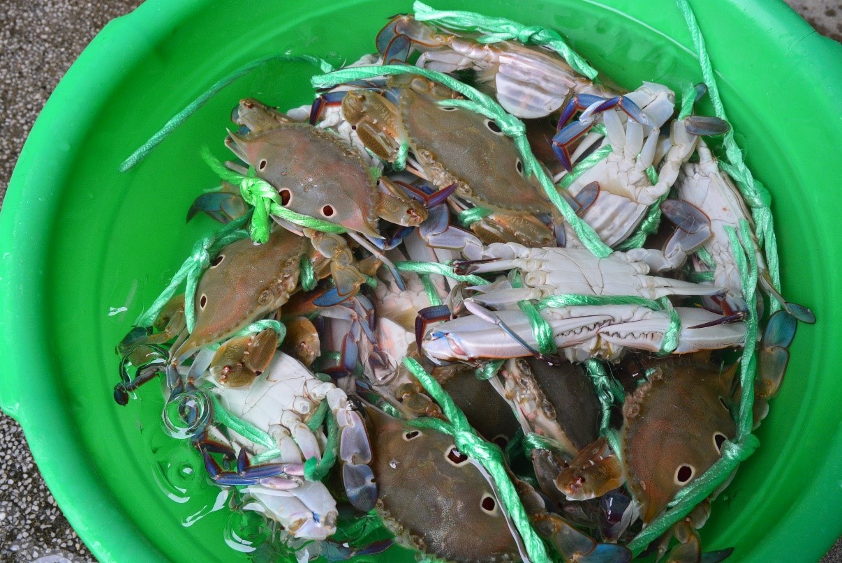 圖一：螃蟹下鍋煮前連繩泡入冰水中，可凍暈螃蟹在解繩
