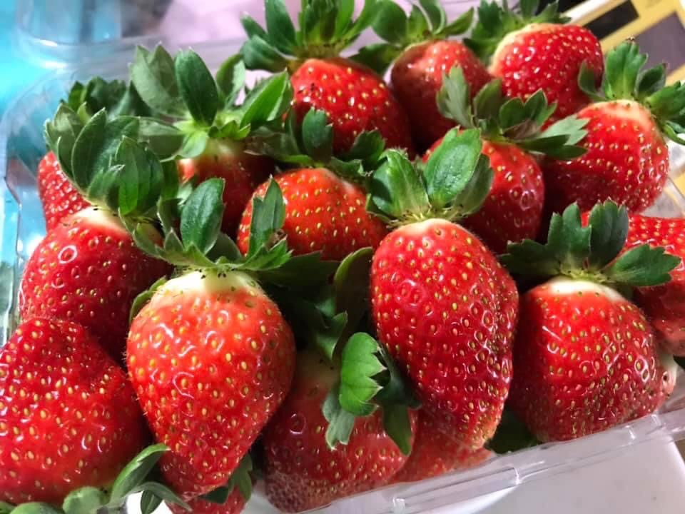 芝樂草莓園新鮮草莓