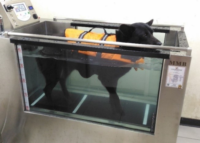 黑狗正使用長期照護醫院水療設備。未來將公告動物長期照護服務機構認證辦法，輔導業者提供必須人員及設備。