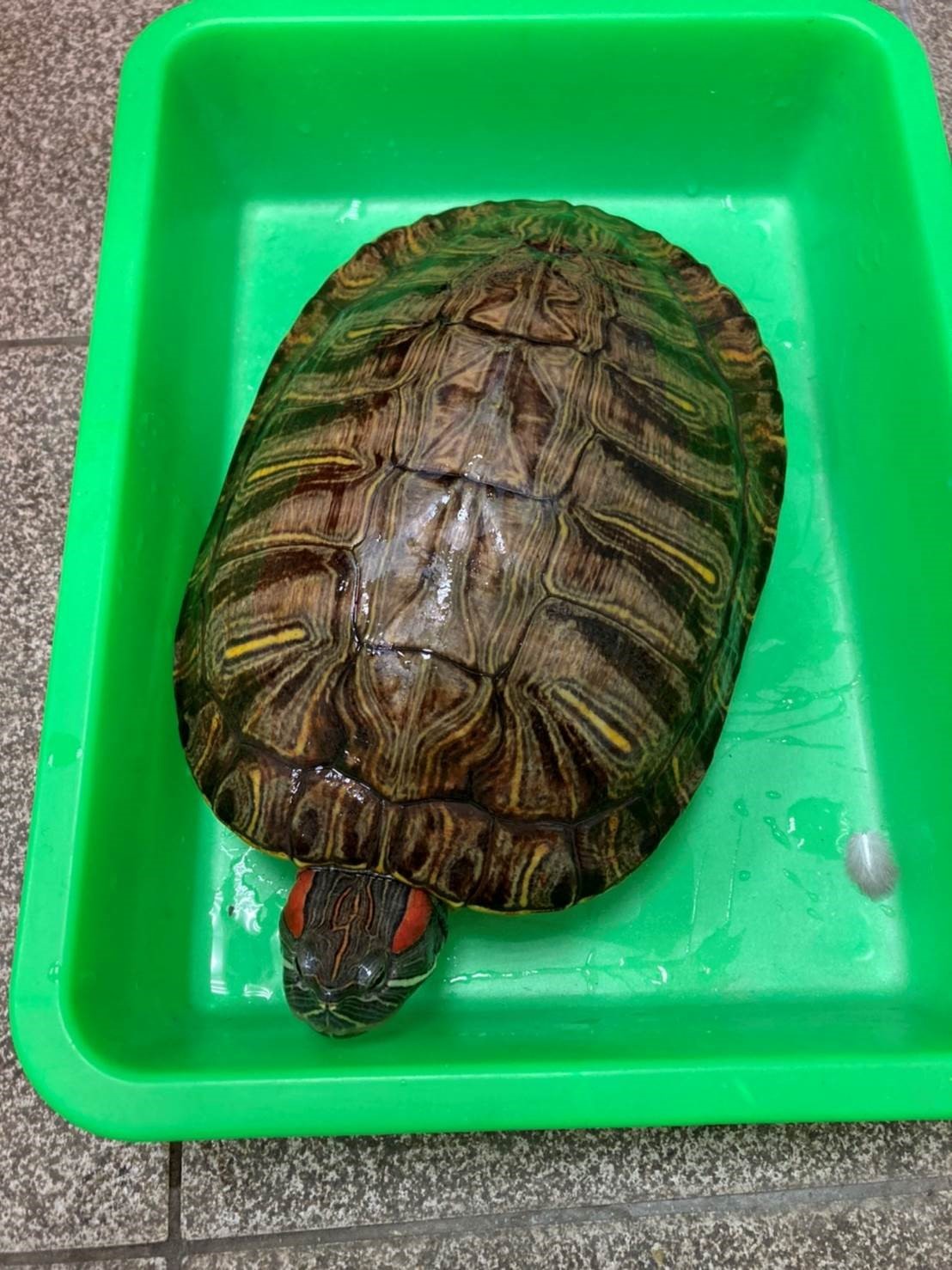 成年的巴西龜可達2.30公分，民眾於飼養時請注意應提供其適當的空間以為護動物福利