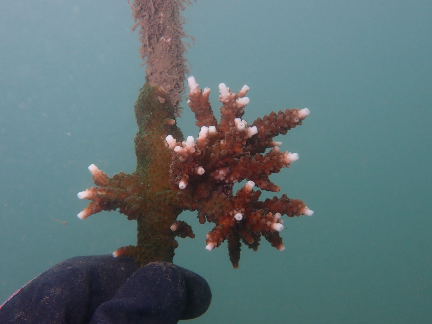 和美漁港內種植的軸孔珊瑚及雀屏珊瑚已長出白色的新芽，狀況良好！1