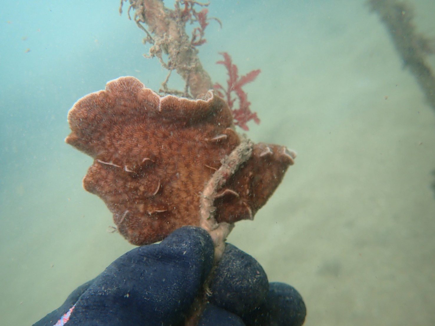 和美漁港內種植的軸孔珊瑚及雀屏珊瑚已長出白色的新芽，狀況良好！2