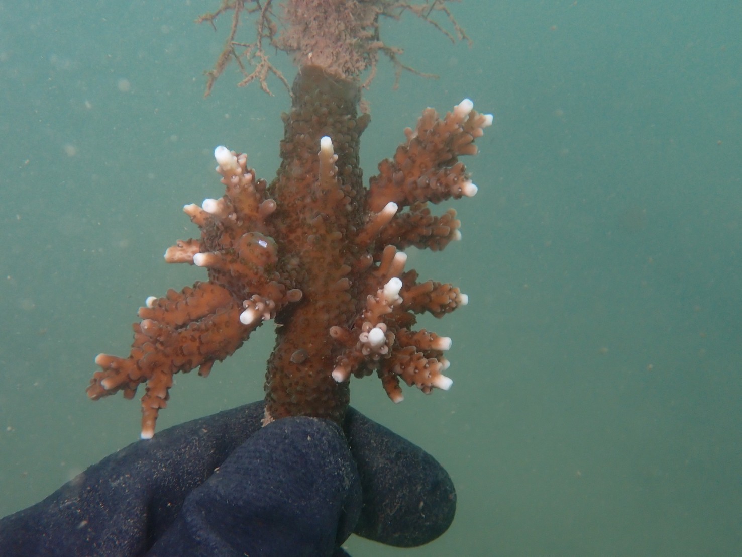 和美漁港內種植的軸孔珊瑚及雀屏珊瑚已長出白色的新芽，狀況良好！3