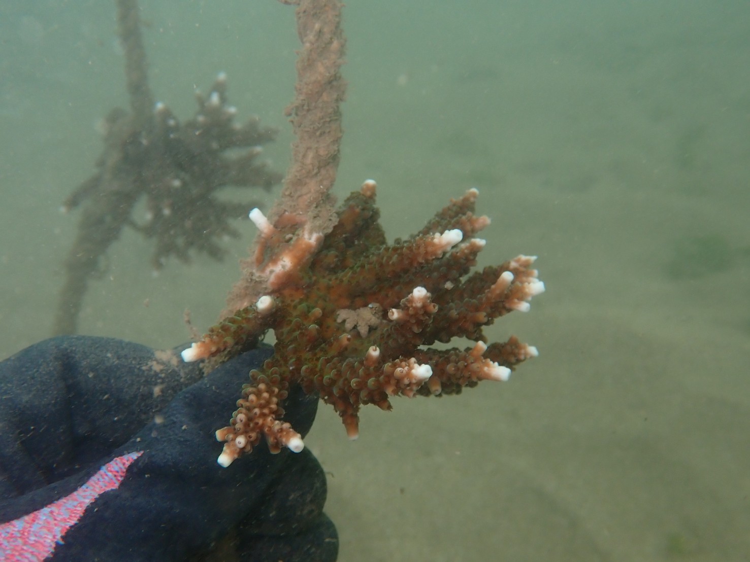 和美漁港內種植的軸孔珊瑚及雀屏珊瑚已長出白色的新芽，狀況良好！4