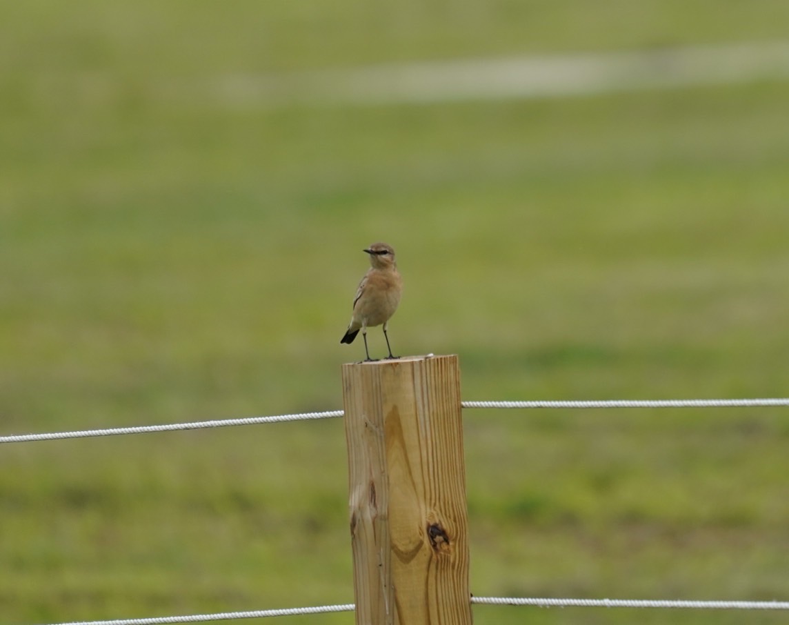 沙䳭一般棲息於乾旱荒漠,如礫石荒漠、灌叢荒漠、固定沙丘地帶、乾旱區的農耕地環境以及或棲息在海拔3500米左右的草原