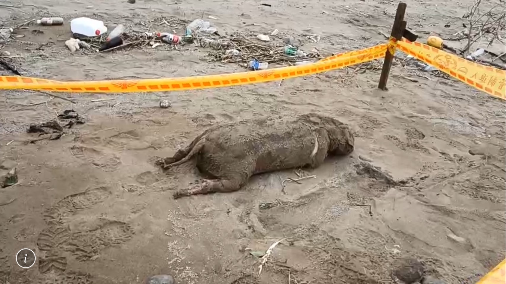 三芝區海邊發現疑似海漂豬。