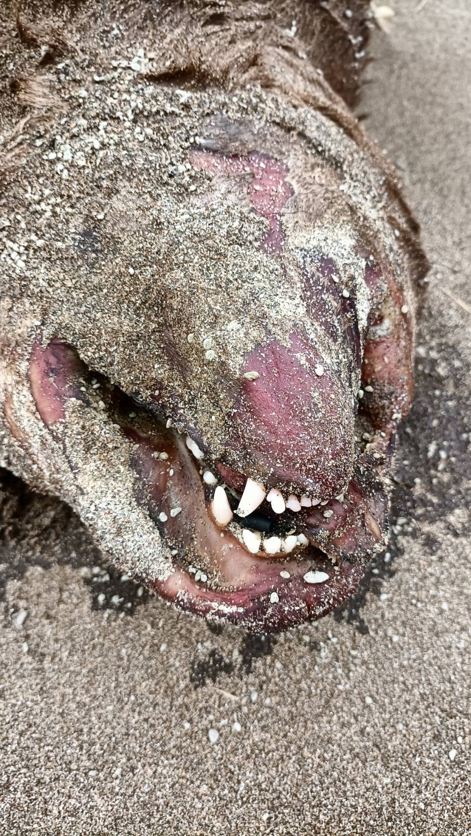 動物屍體有明顯的犬齒應為犬隻屍體。