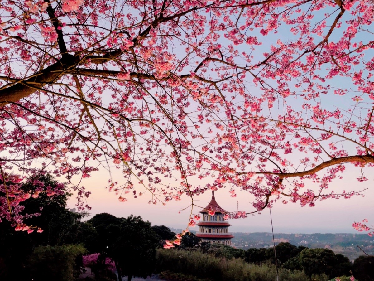 黃昏時分打光的櫻花與天空相映，呈現魔幻的美感