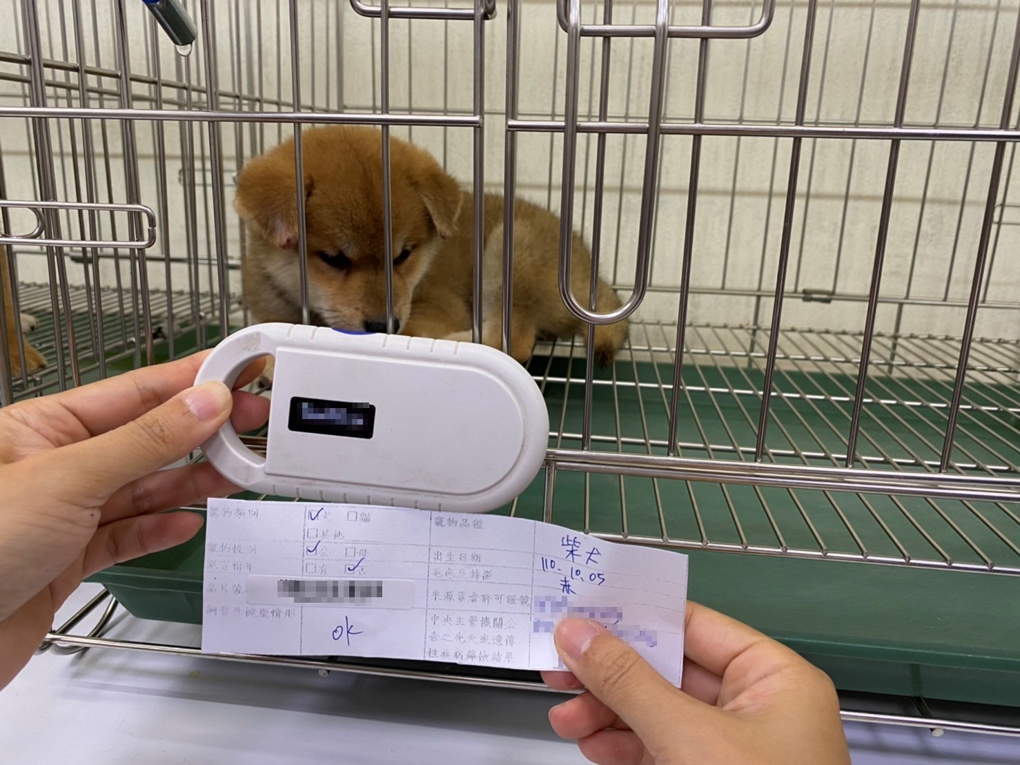掃描犬隻晶片號碼核對資訊卡及寵物登記資料