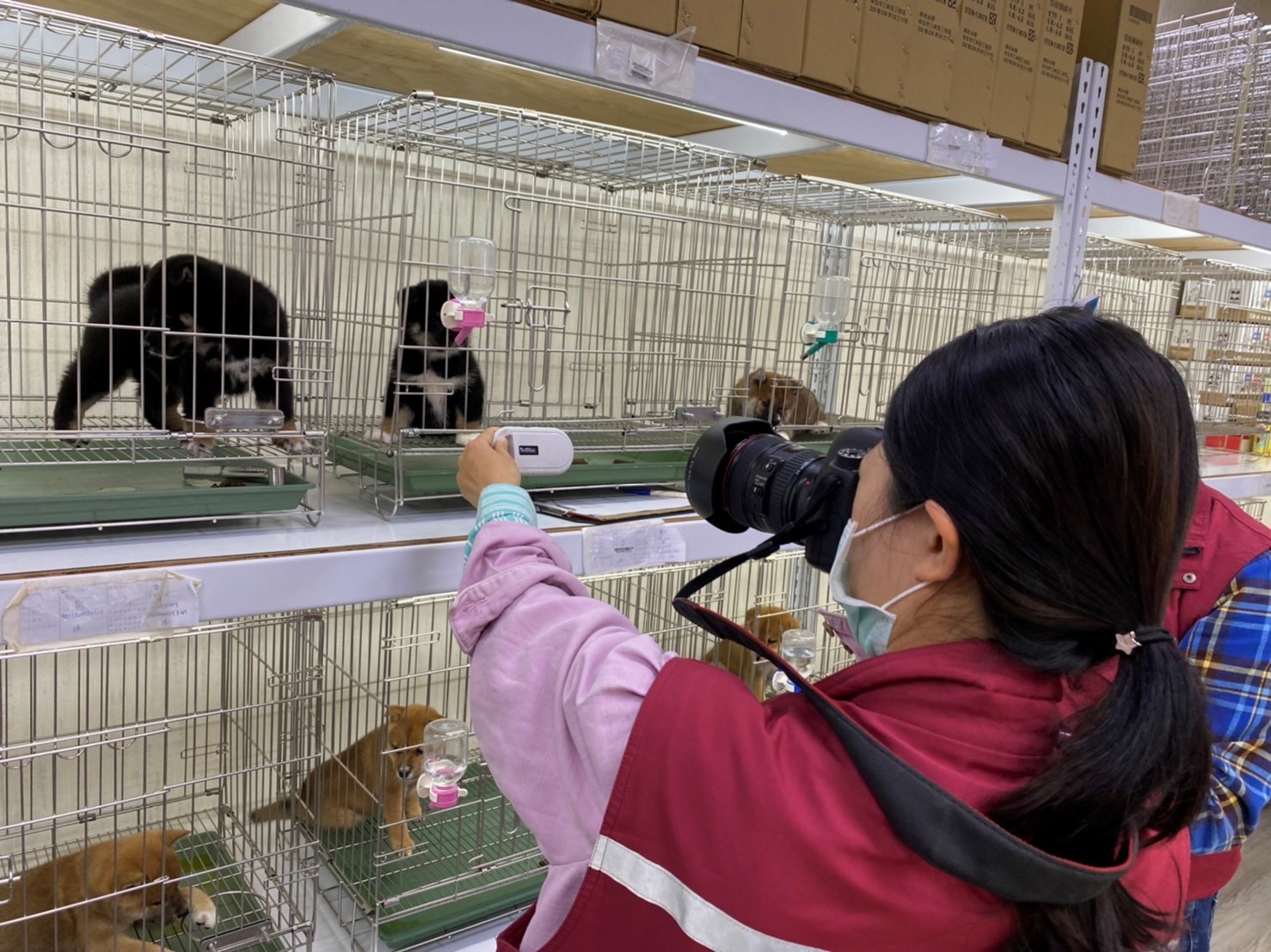 店家販售來源不明柴犬,將依動保法開罰