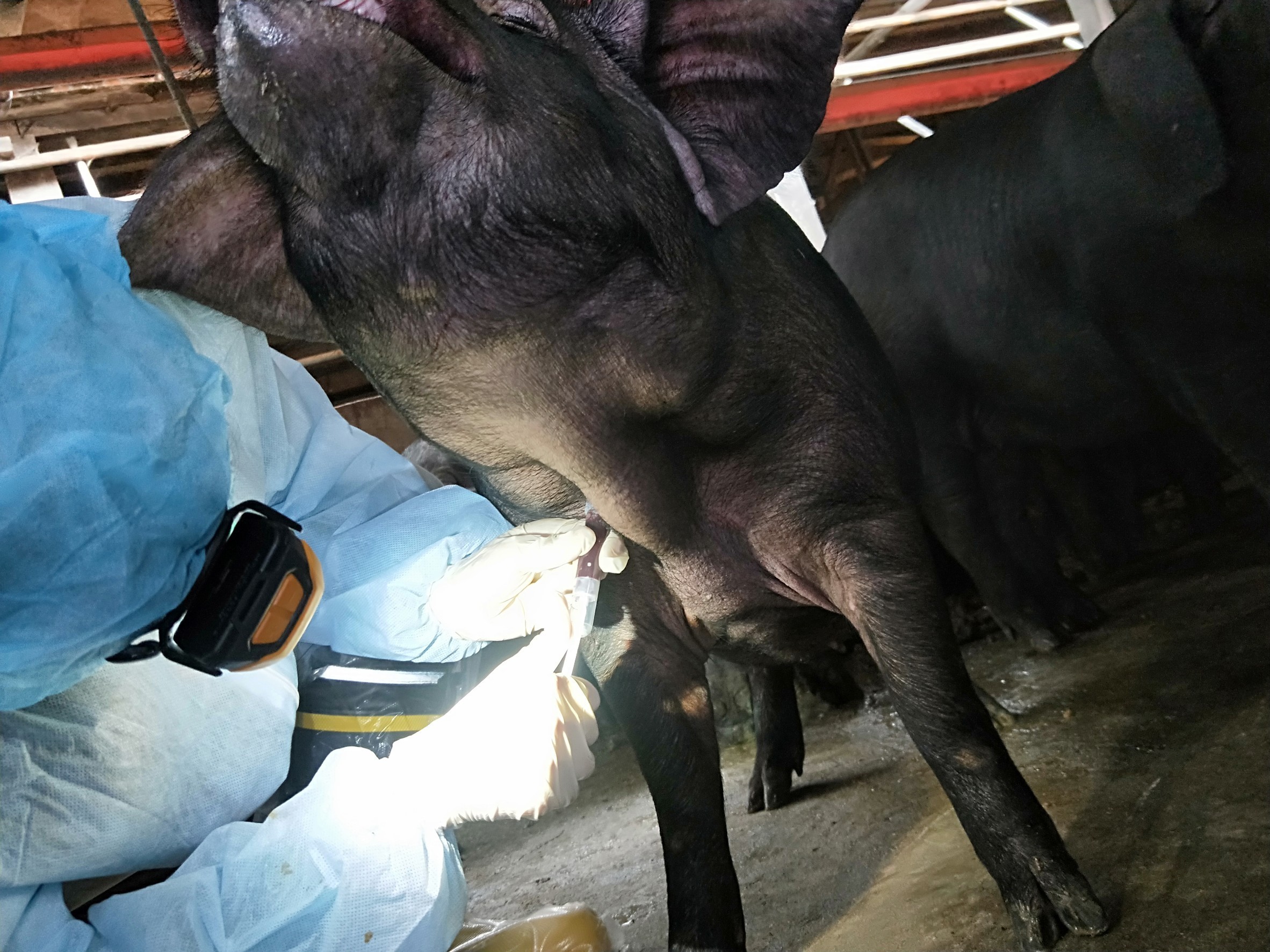 新北市動保處定期至畜牧場採血檢驗，確保豬隻健康。
