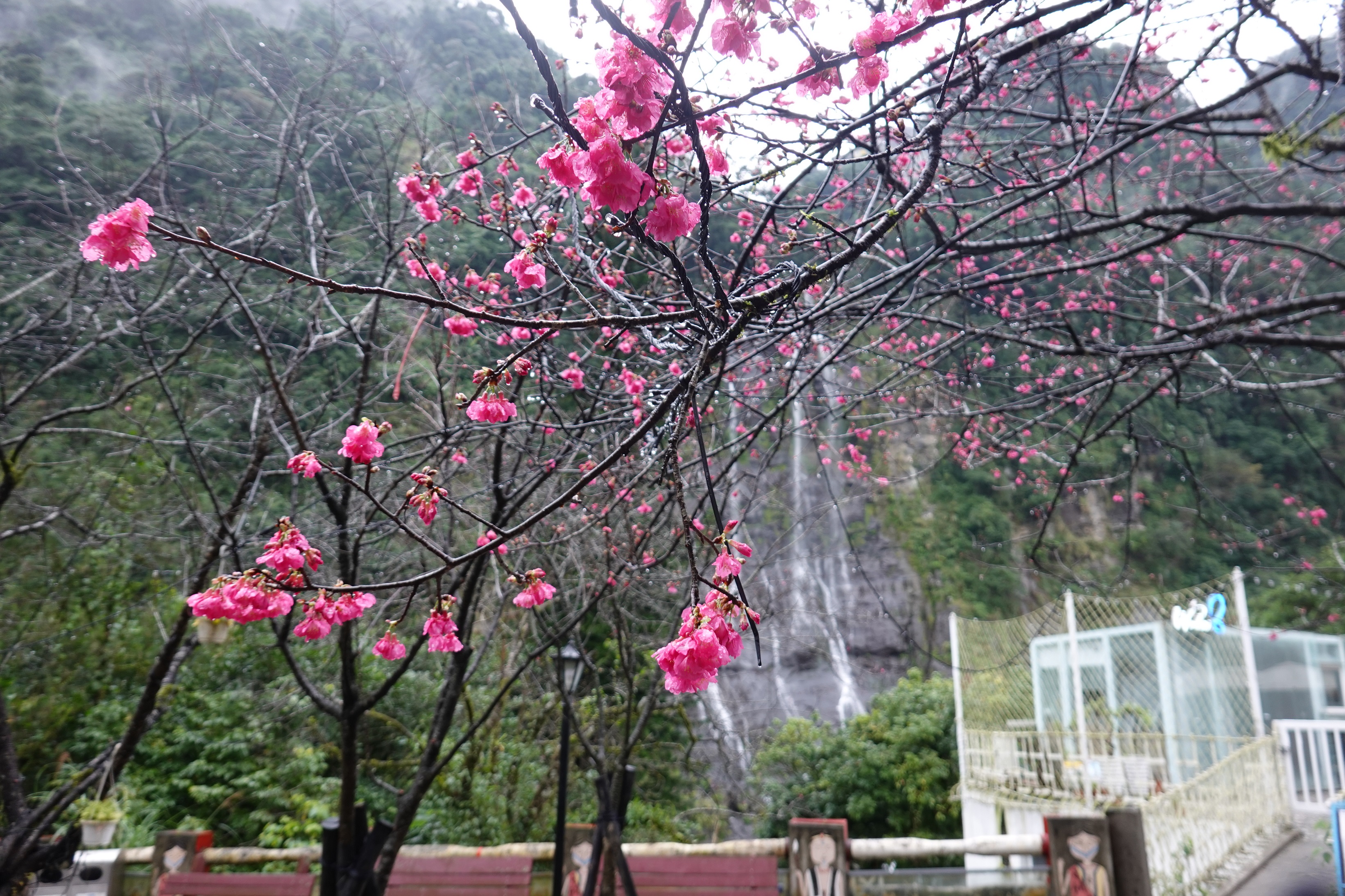 烏來瀑布與櫻花相映，仙氣十足
