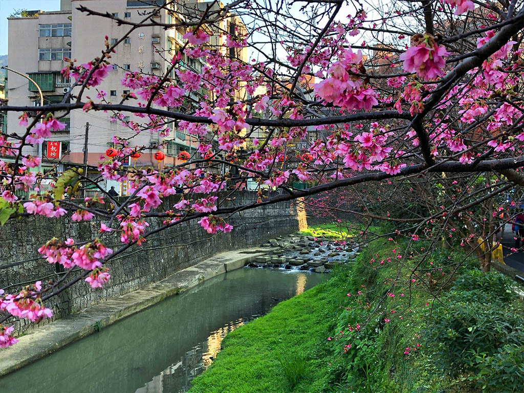 欣賞樂熱鬧繽紛的桃紅春櫻，也能感受到康誥坑溪的清澈溪水與豐富生態