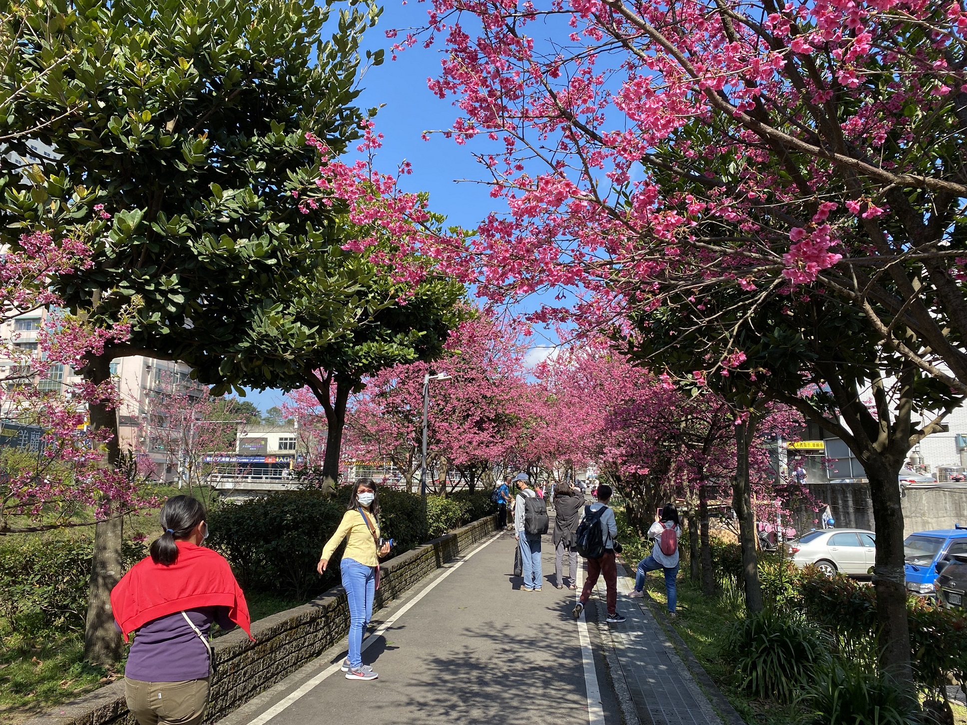 每年春季櫻花盛開時總是吸引大批民眾前來拍照