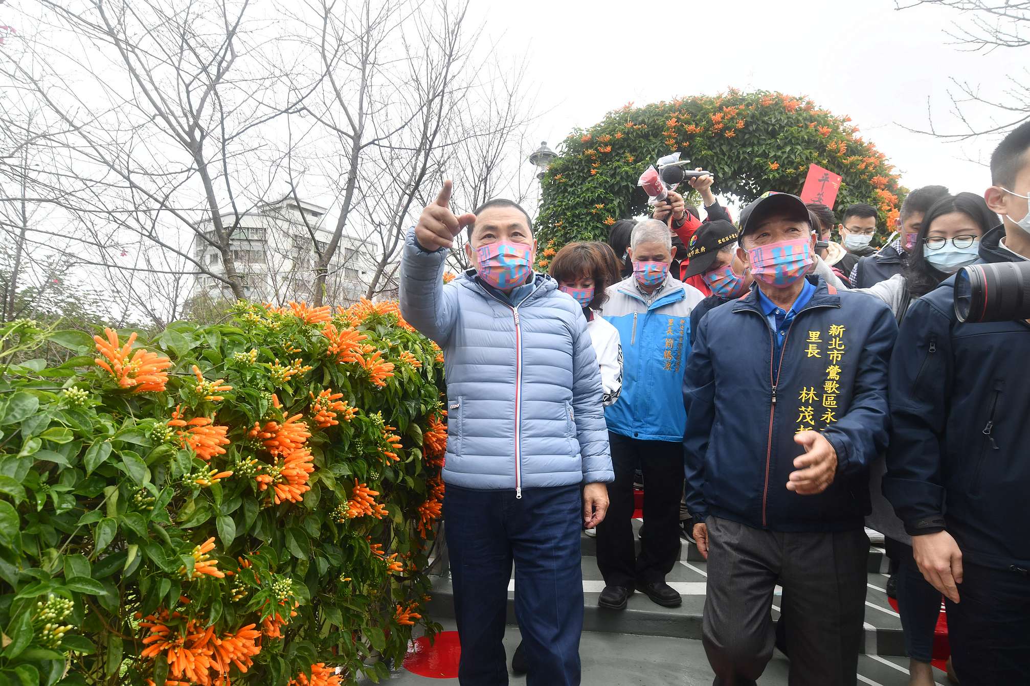 今年春節期間不僅炮仗花盛開,美麗的櫻花也逐漸綻放。