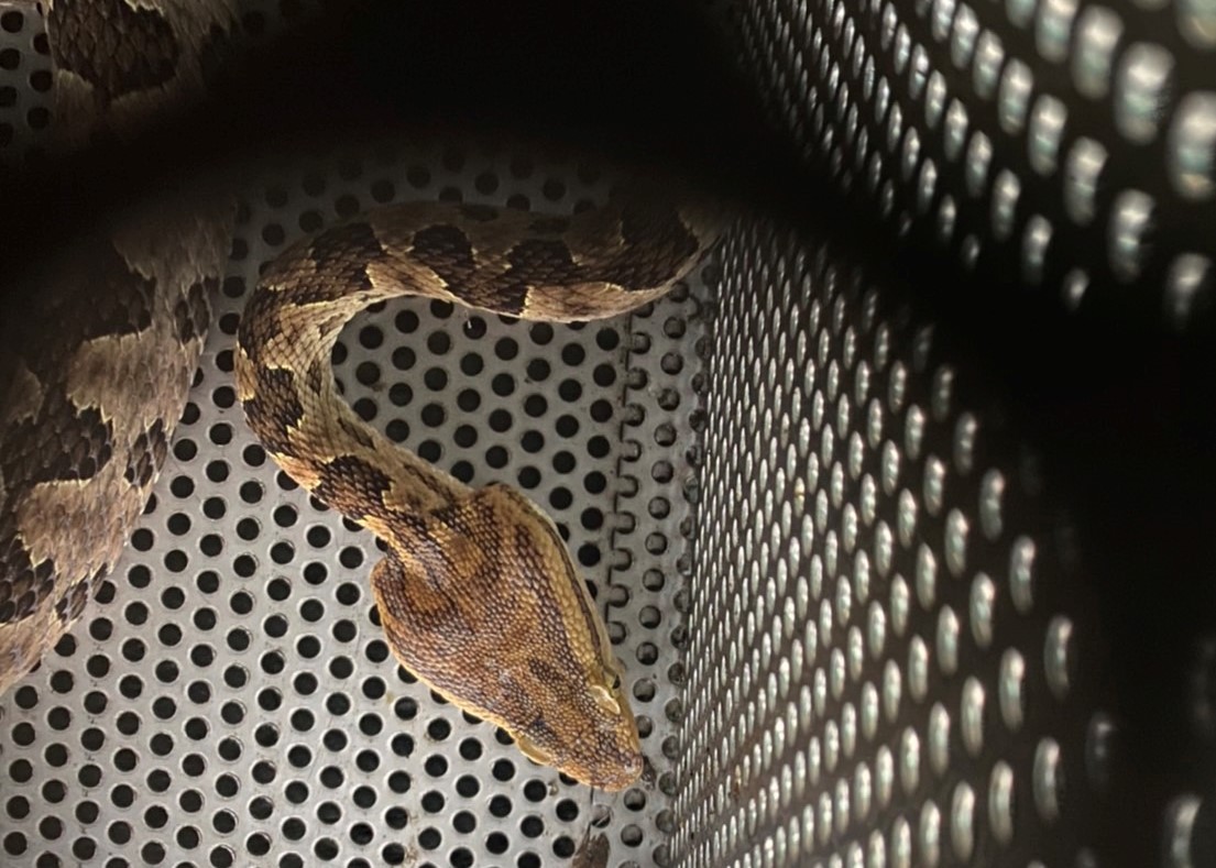 當天捕獲的龜殼花屬出血性蛇類。