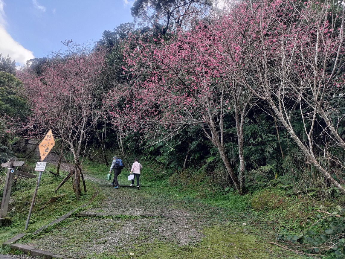  二格公園旁的北宜公路、二格道路等種植許多櫻花，每年吸引登山及賞花的民眾前往