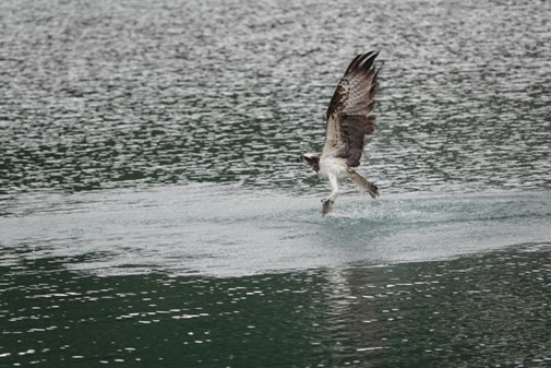 冬季魚鷹前來度冬，便吸引大批鳥友前往拍攝