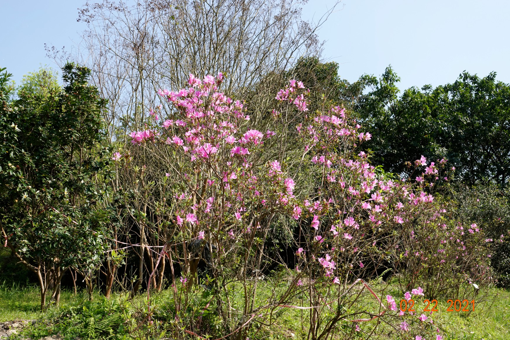 5.烏來杜鵑花盛開中，曾為瀕臨絕種的植物，現復育有成