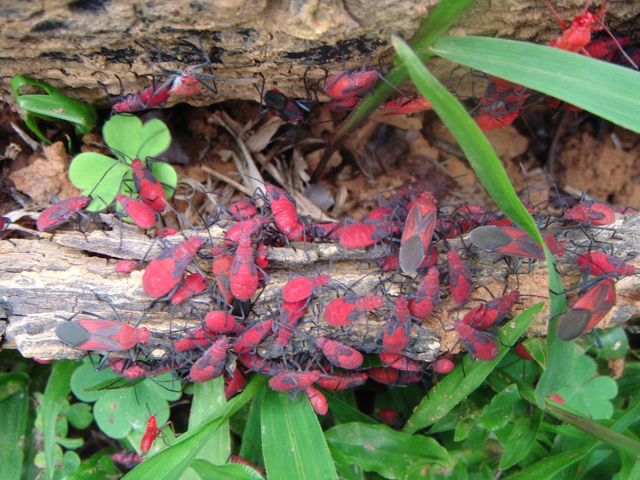 紅姬緣椿象又名紅椿象或臭屁蟲，體色為紅褐色，成蟲背部小盾板周邊有黑色的V字型斑紋，觸角及腳呈黑色