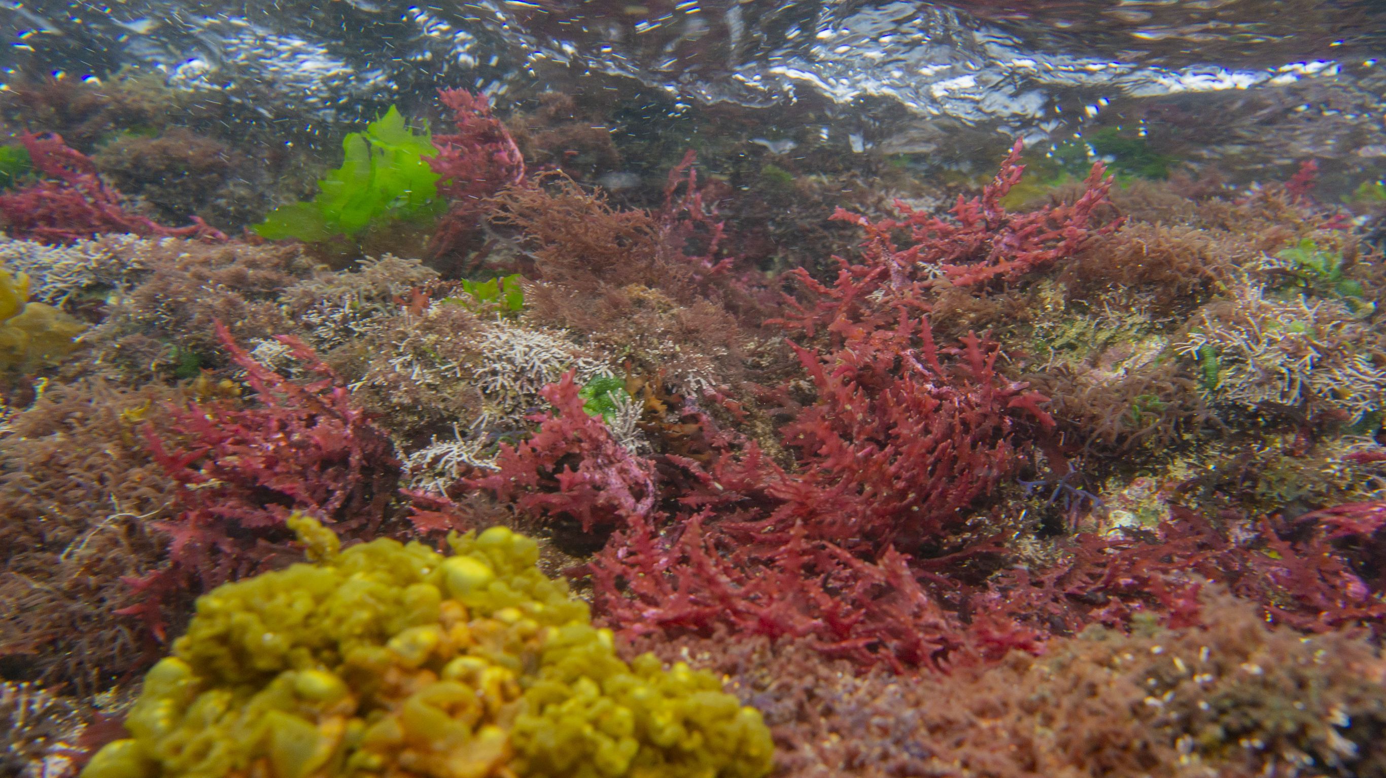 卯澳灣礁岩環境，藻類豐富，相當適合九孔鮑幼苗生存。