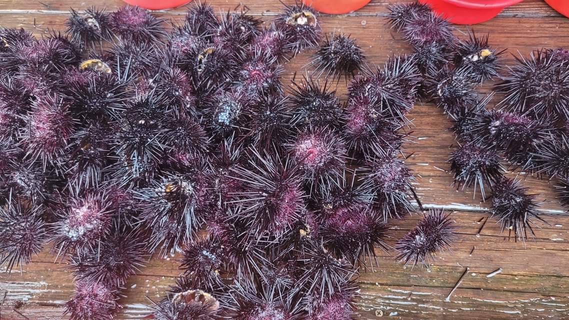 自貢寮鮑養殖池採收上岸的新鮮紫海膽。(貢寮鮑養殖達人吳鴻銘提供)