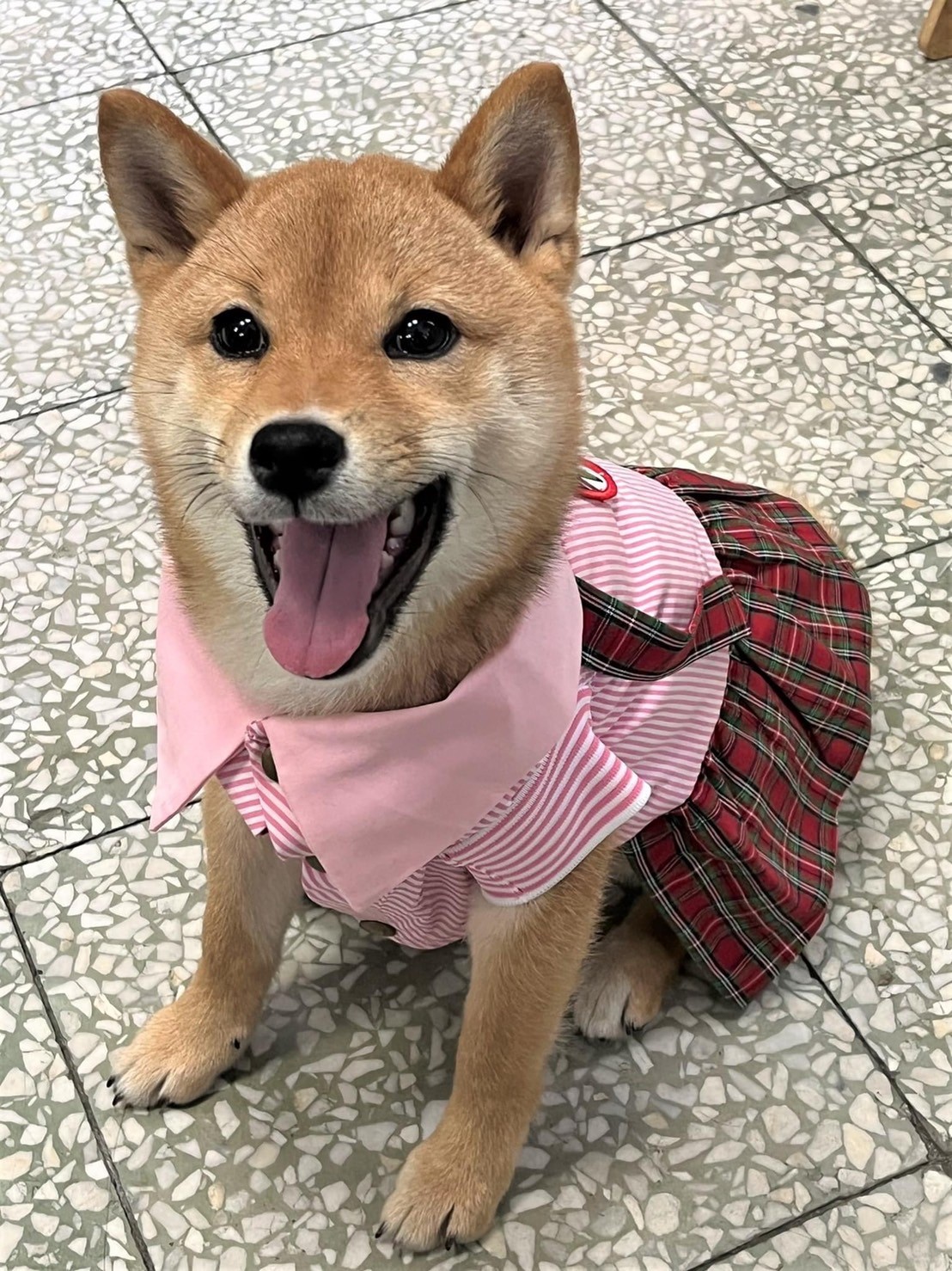 校犬「旺柴」妹妹穿上志工媽媽製作新生校服。
