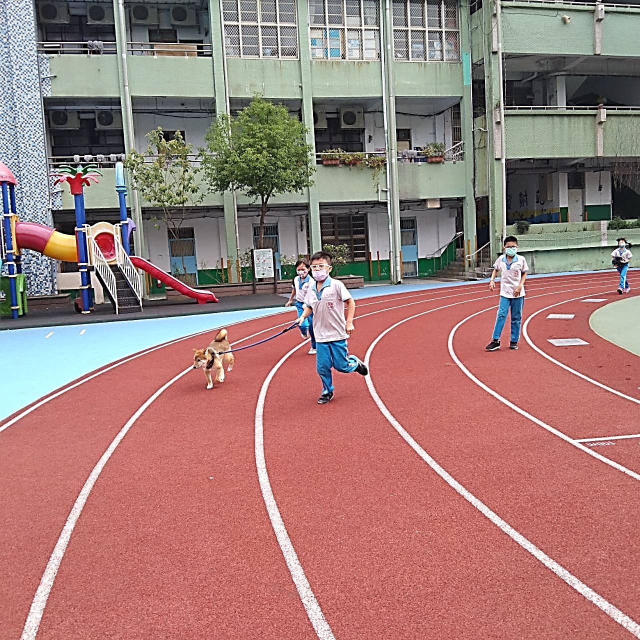 校犬「柴哥」陪伴上體育課的學生隨跑。
