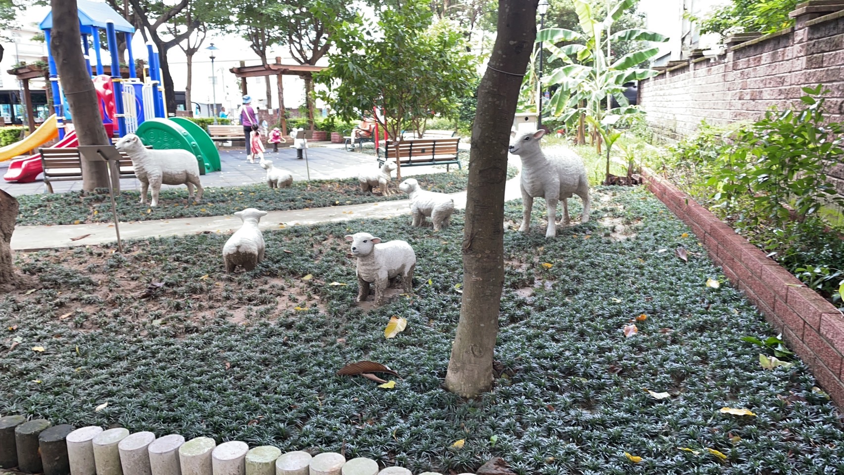 仁愛公園一隅羊爸媽帶著小羊在公園的草地上悠哉地散步覓食