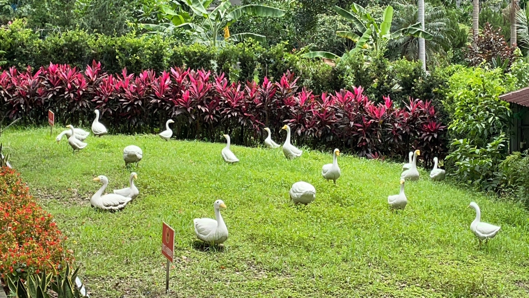 貴子兒童公園-草皮上的白鵝增添公園賞玩的樂趣