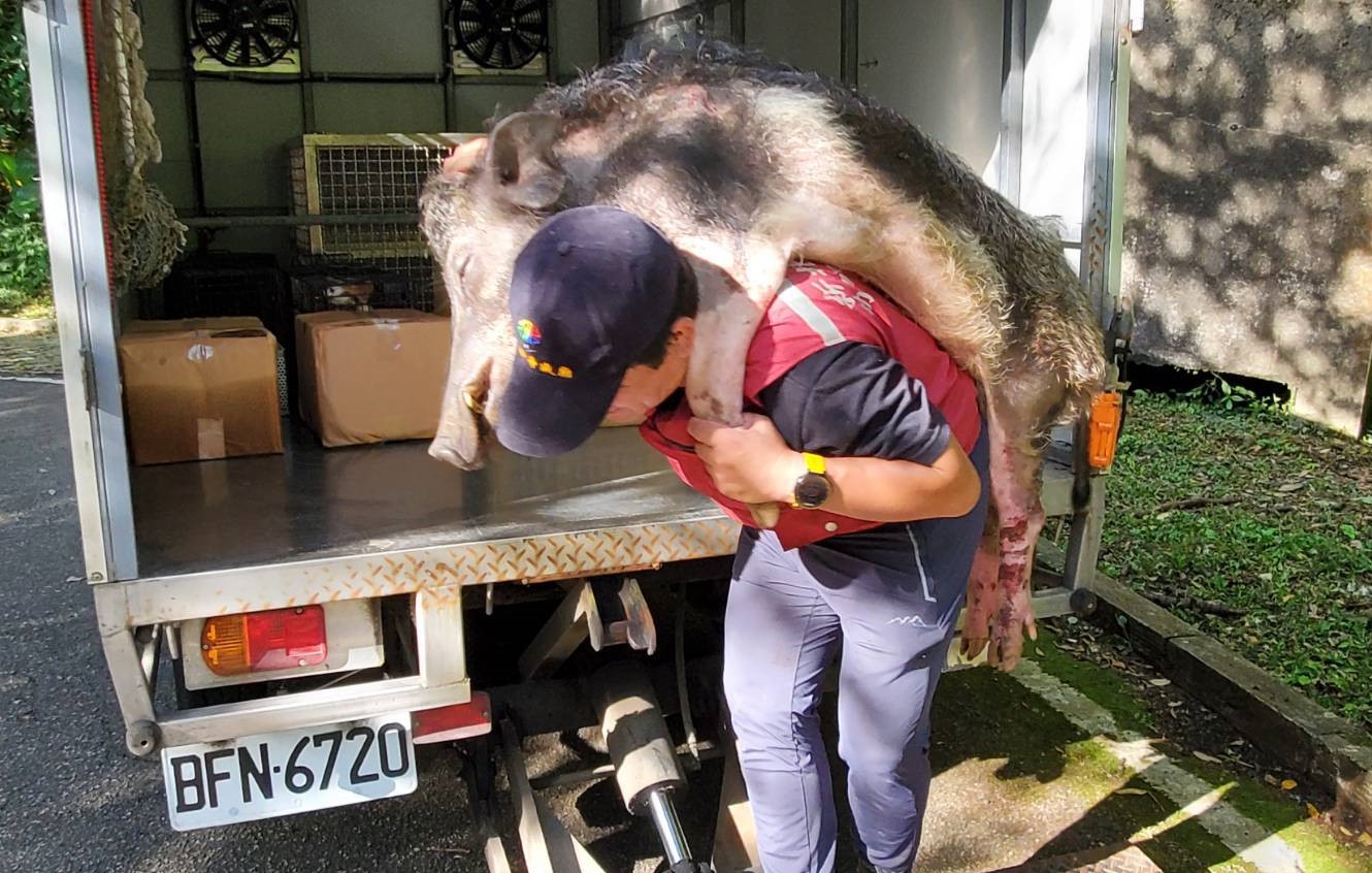 動保員李國良良成功救援出山豬並使用管制車接駁。