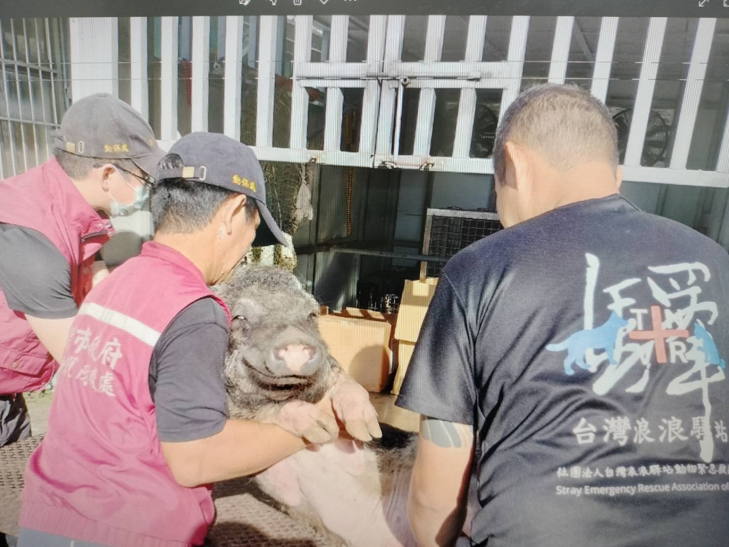 動保員與志工合作救援山豬至動物管制車。