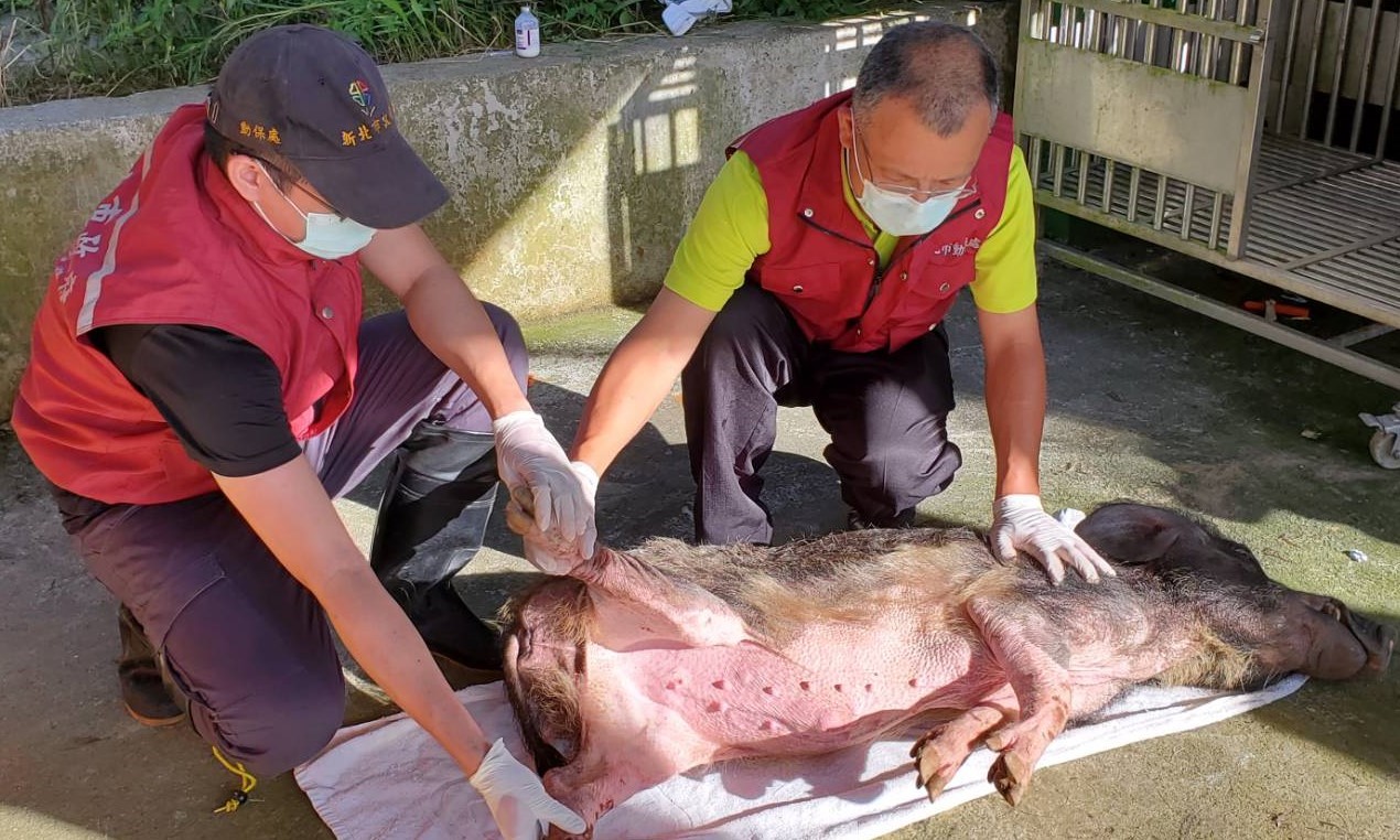獸醫師謝弘斌為山豬進行初步檢傷處理。