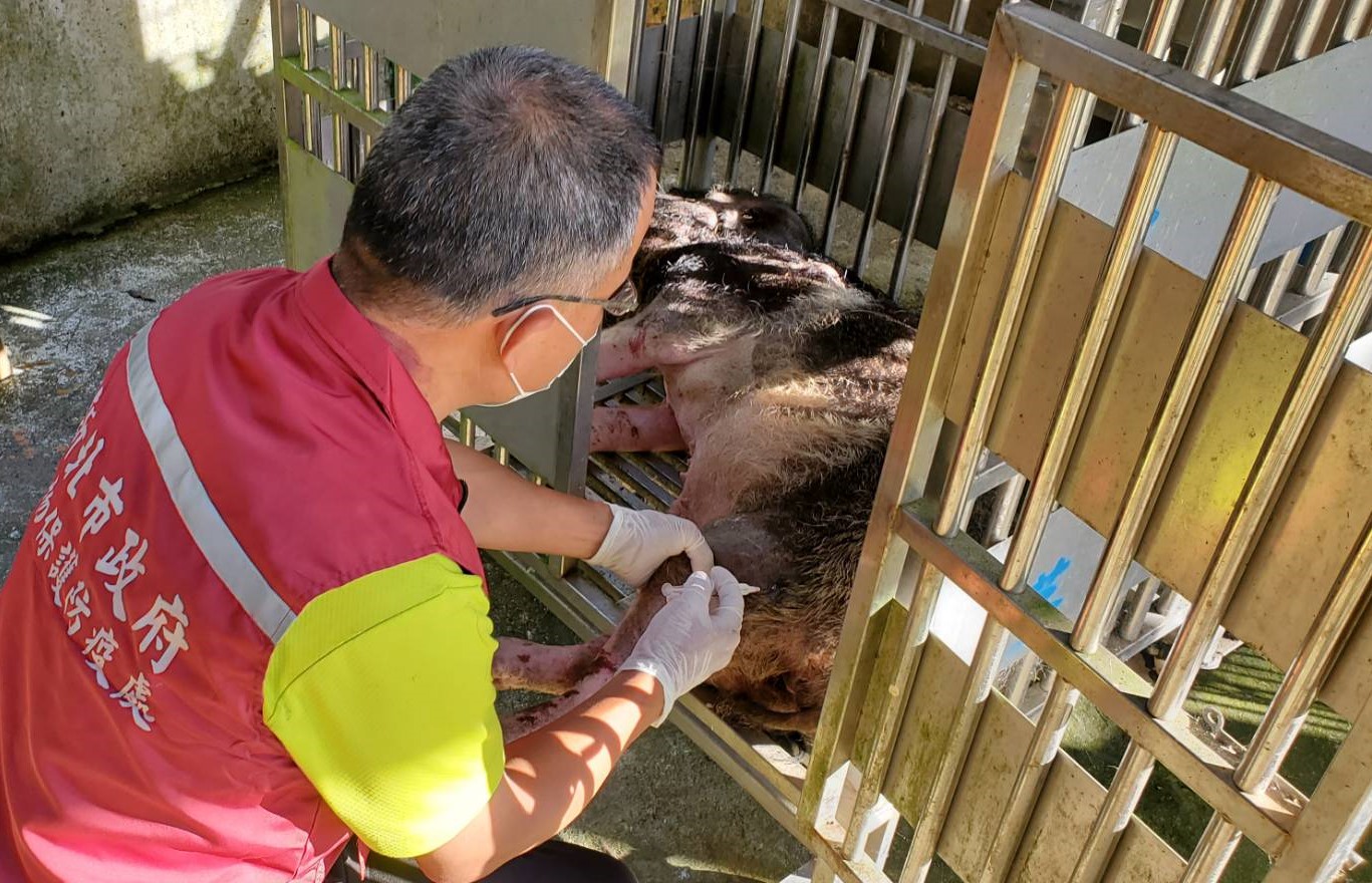 獸醫師謝弘斌為山豬進行醫療工作。