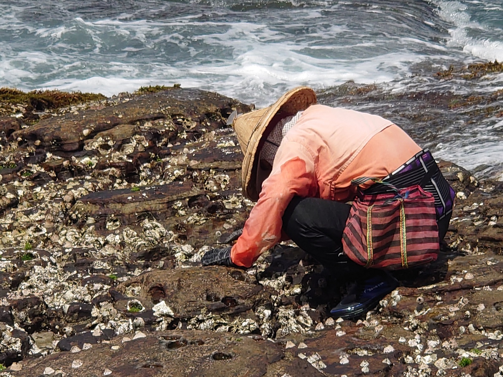 貢寮漁民吳秀蓮以自製工具採集礁岩上的石鱉