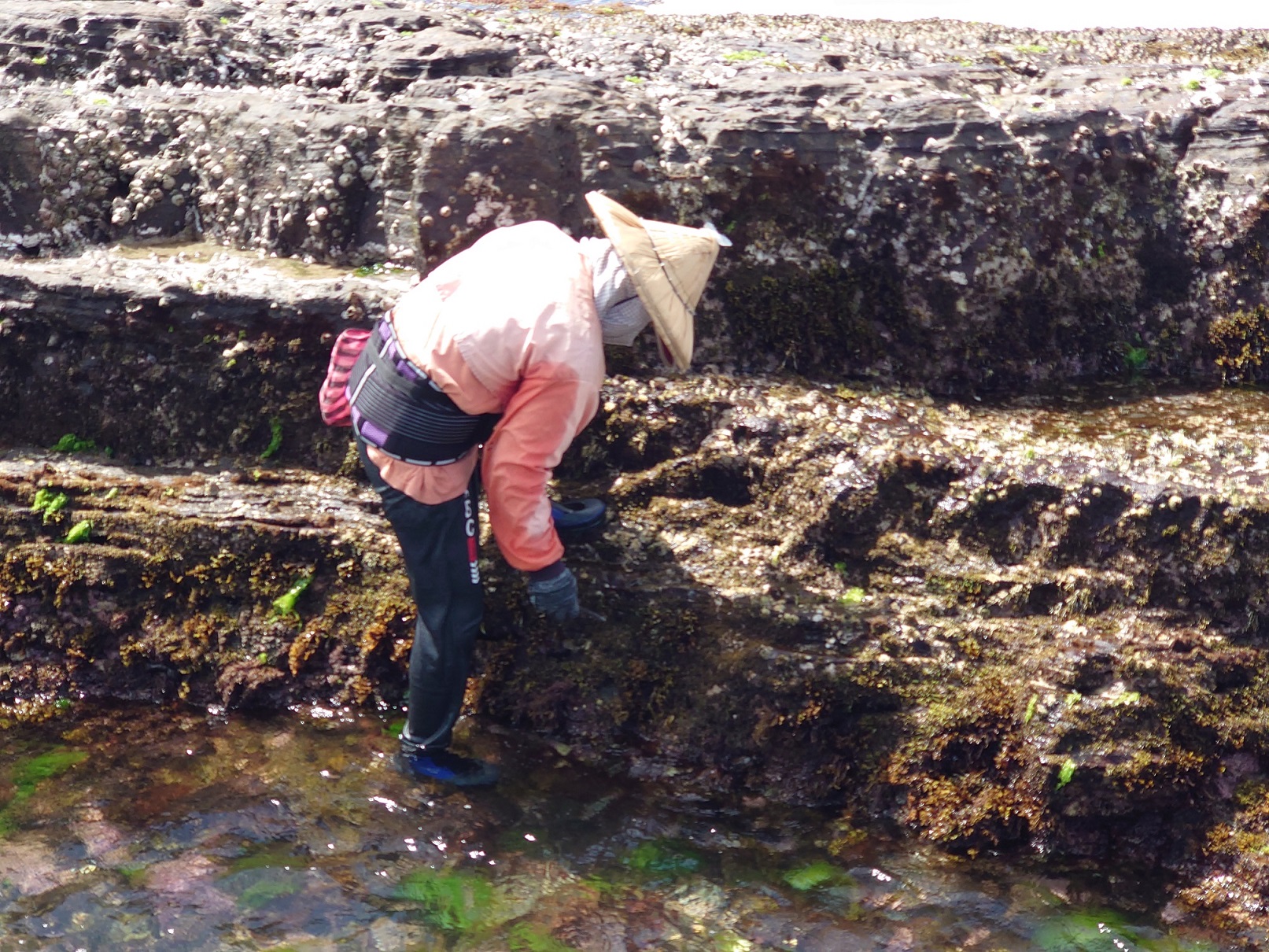 貢寮漁民吳秀蓮以自製石鱉採集工具採集礁岩上的石鱉