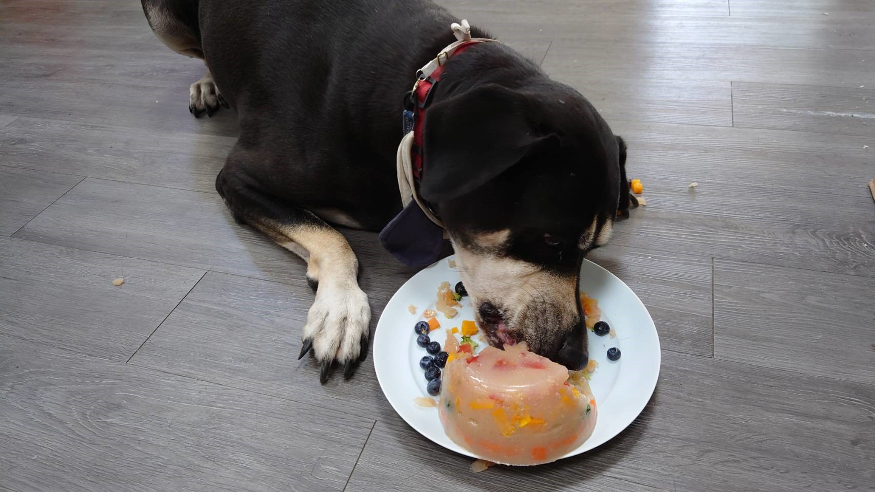 飼主在家也可以親手做給毛寶貝享用,讓五彩的微風帶走盛夏的炎熱