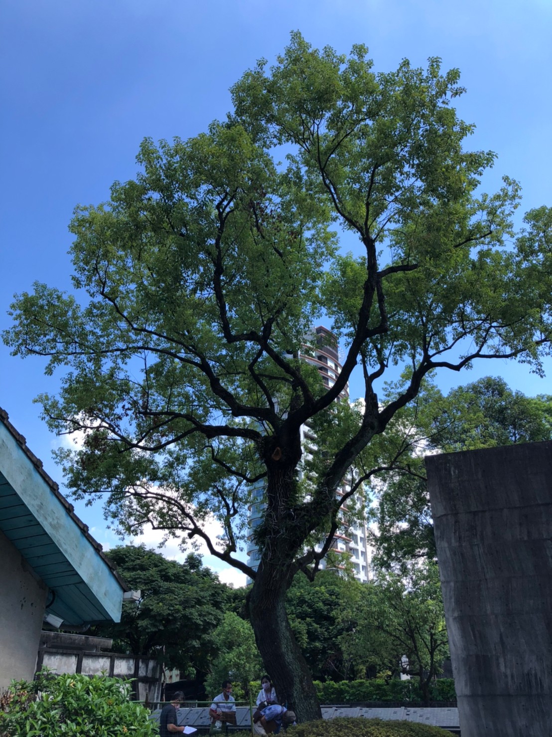 國家人權博物館所提報位於「景美紀念園區｣內之樟樹，樹齡超過50年，審議通過為新北市珍貴樹木(臨時編號111006-01)