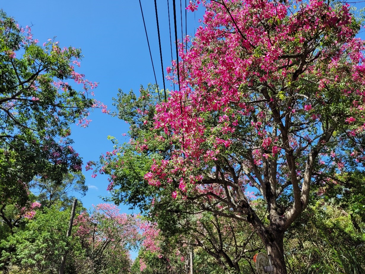 美人樹又稱美人櫻、絲棉樹或酩酊樹，開花時成片桃粉紅色大型花朵掛滿樹冠