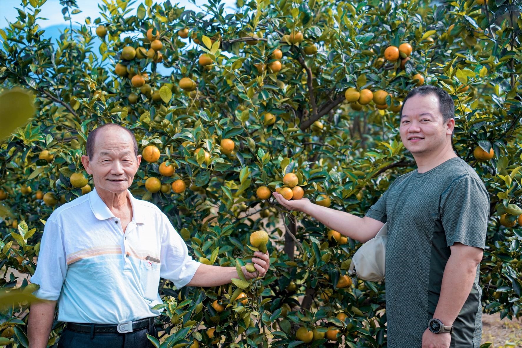 位於八里左岸的大容量果園由陳義和與陳鈞銘父子共同經營，目前正值帝王柑產季，販售每日現採帝王柑