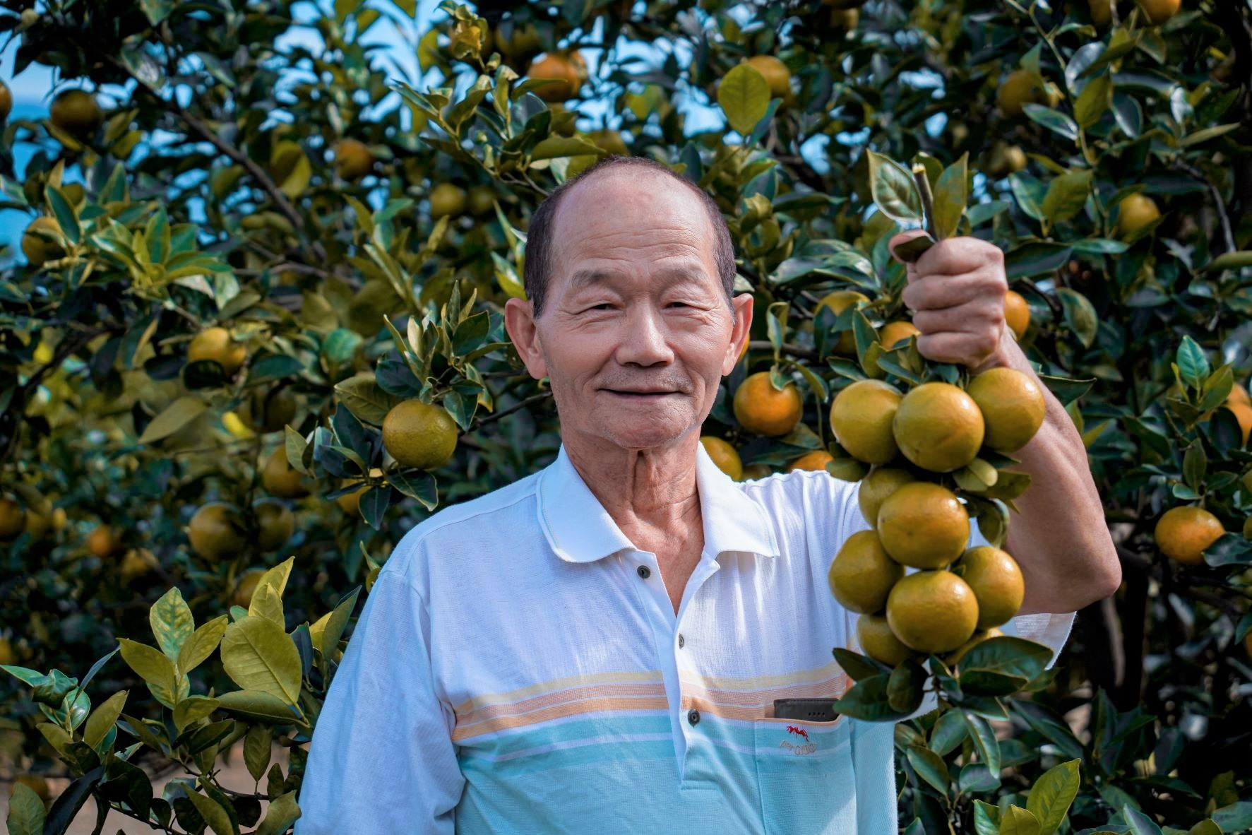 今年75歲的大容量果園園主陳義和繼承家業，從小就對果樹培育深感興趣，30年前開始種植果樹