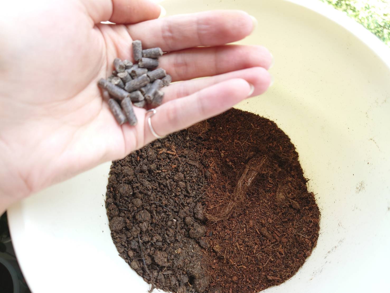 .將重生土與新土2比1混合、並加入有機質肥料作為基肥