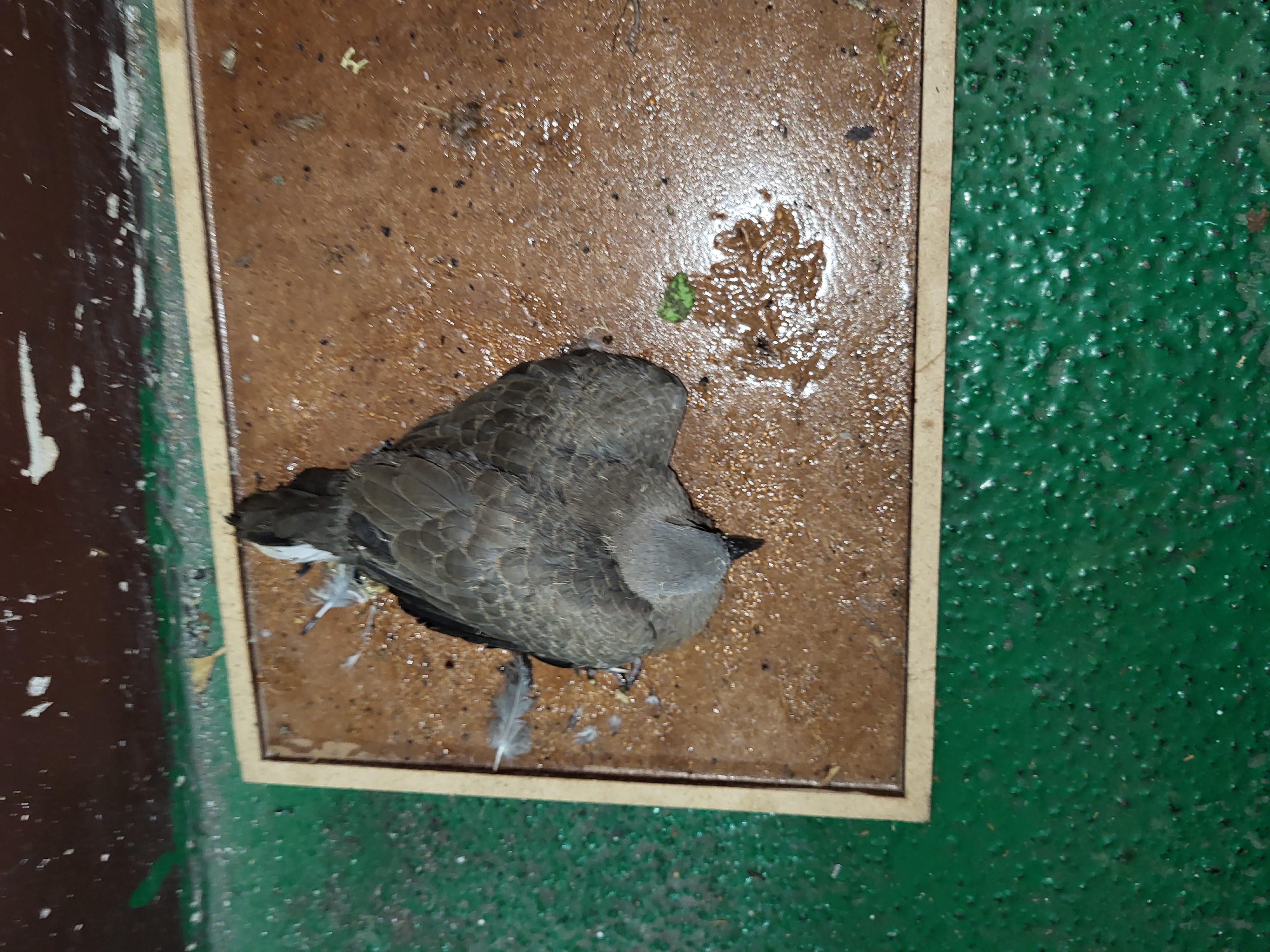 05-民眾通報斑鳩遭黏鼠板沾黏，動保處第一時間出動救援。