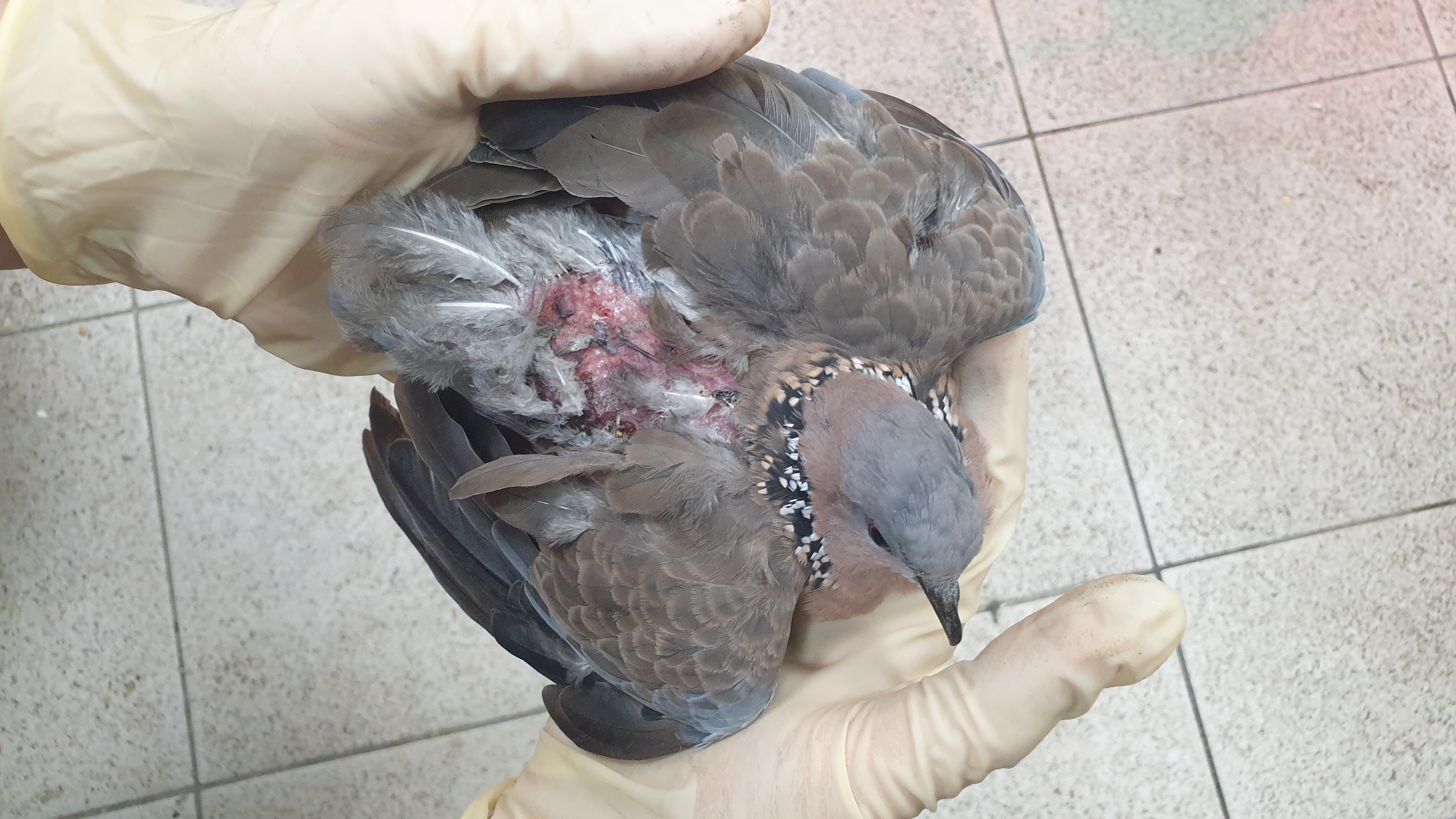 06-遭黏鼠板黏住的鳥類，常奮力掙扎，卻造成身體或羽毛更大的傷害。