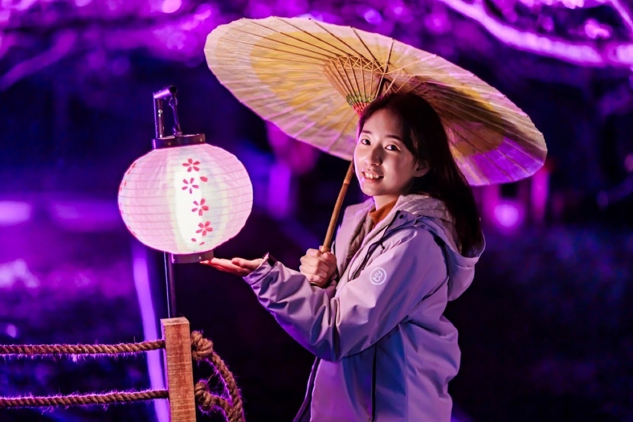 1月18日起至29日新春連假期間都有夜櫻繽紛美景