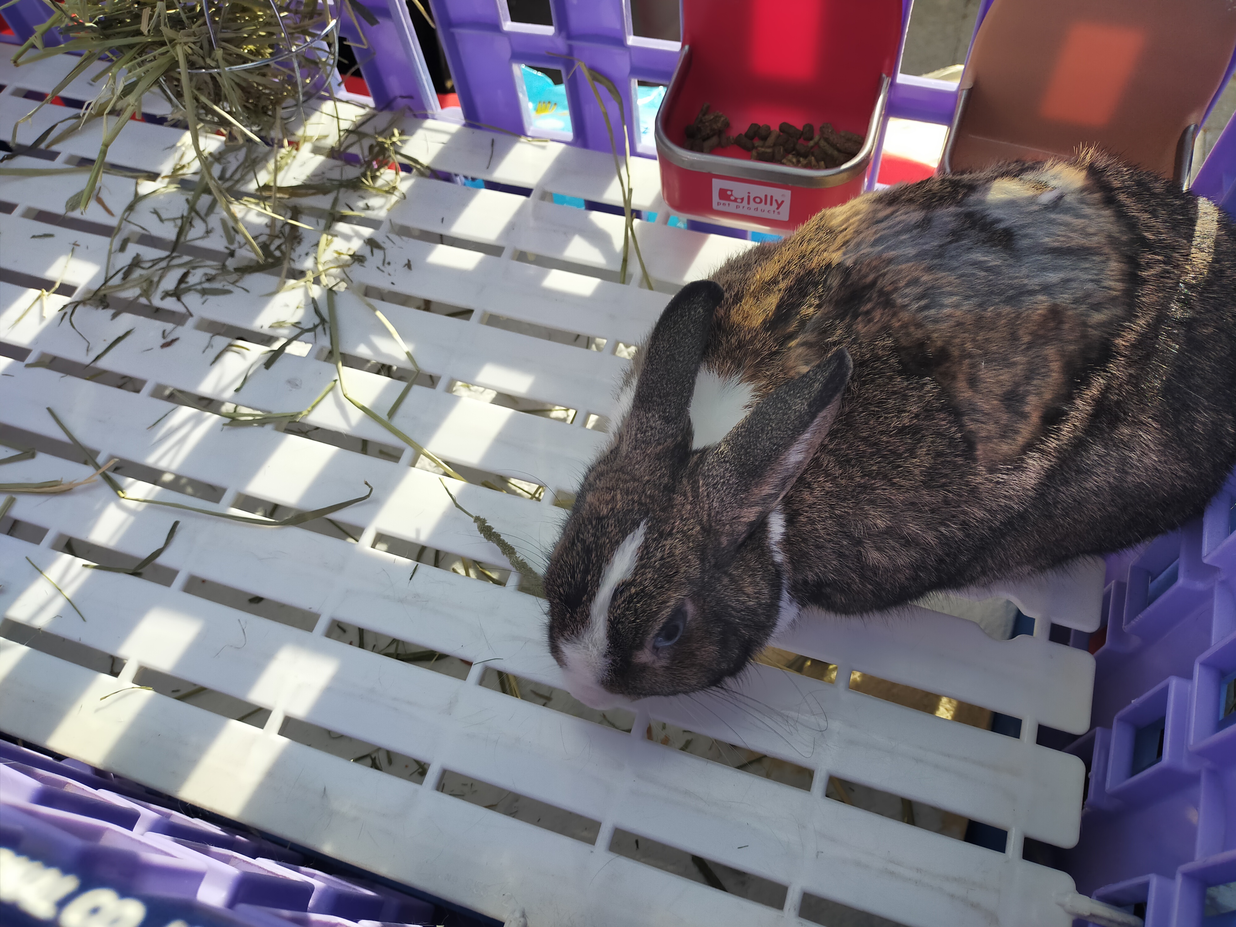 兔子飼養要提供腳踏墊，使用寬板塑膠踏板較佳，不可使用鐵條踏板，鐵條底網會造成胼胝(足底炎)，嚴重者甚至須截肢